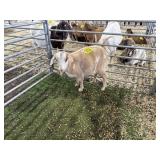 ARBY3607 RED WHITE DOE 39# P7