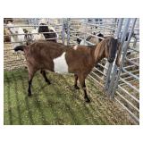 ARBY3610 TRI COLOR DOE 153# P25