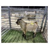 ARBY3872 TRI ND BUCK 59# P14