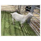 ARBY3870 WHITE DOE  22#  P13