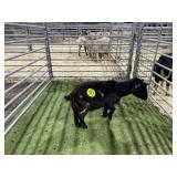 ARBY3875 BLK WHITE DOE 34# P14 DUE IN 2 WEEKS