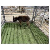 ARBY3874 RED BUCK 30# P14