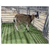 ARBY3844 TRI COLORED DOE 54# P8