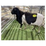 ARBY3843 BLK WHITE RAM 159# P7