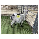 ARBY3847 BLK WHITE DOE 39# P8