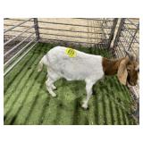 ARBY3865 RED/WHITE DOE  46#  P13