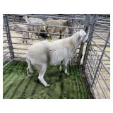 ARBY3857 WHITE RAM 98# P11