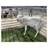 ARBY3859 WHITE RAM 87# P11