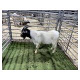 ARBY3860 BLK WHITE BUCK 60# P13