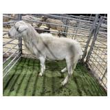 AR423SAR450 WHITE RAM 114# P11