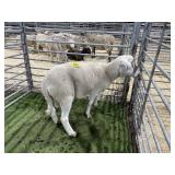 ARBY3858 WHITE RAM 112# P11