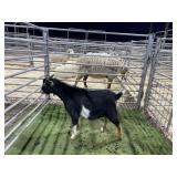 ARBY3861 TRI COLORED BUCK # 43 P13