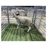 ARBY3856 WHITE EWE 78# P11