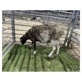 ARS119ARD23997 BROWN EWE 108# P15