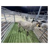 MOFP3637 BROWN WHITE EWE 141# P15