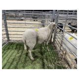 ARBY3878 WHITE EWE 113# P15