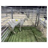 ARBY3879 WHITE EWE 79# P15