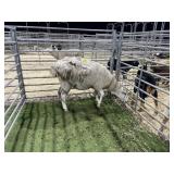 ARBY3877 WHITE EWE 150# P15
