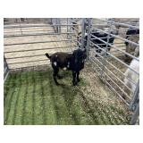 ARBY3533 TRI COLORED BUCK 40# P30