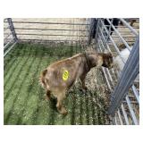 ARBY3531 RED BUCK 47# P30