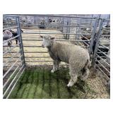 AR000637D126 REG DORSET EWE 97# P35