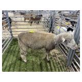 KSS4024D100 REG DORSET EWE 137# P35
