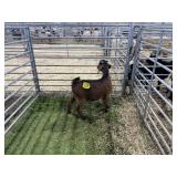 ARBY3536 TRI COLORED BUCK 42# P30