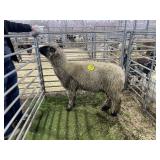 KSS11422095 REG HAMPSHIRE RAM 150# P35