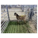 ARBY3532 RED BUCK 35# P30