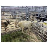 ARBY3388 TAN BUCK 46# P24