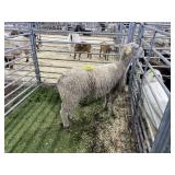 OK0057-2301 REGISTERED DORSET EWE 114# P35