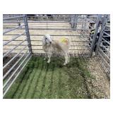 ARBY3537 WHITE DOE 42# P30