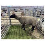 KSS38740312 EWE 173# P35