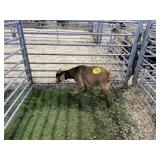 ARBY3535 TRI COLORED BUCK 31# P30