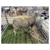 NE1746-2282 REG DORSET EWE 164# P35