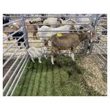 ARBY3538 TOGGENBERG NANNY+1 92# P36