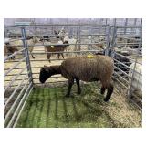 AR0006370044 BROWN EWE 147# P35