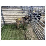 ARBY3534 TRI COLORED BUCK 45# P30