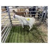 ARBY3540 WHITE EXPOSED DOE 55# P36