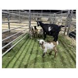 ARBL6945 BLK WHITE +4 92# P32