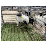 ARBY3504 BLK WHITE WETHER 64# P28