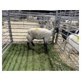 840003221515963 WOOL EWE 73# P27