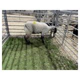 840003221515798 WOOL WETHER 68# P27