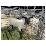 MO606824260 WOOL EWE 106# P27