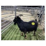 ARBY3505 BLK BUCK 63# P28