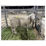 AR0007590003 WHITE REGISTERED RAM 205# P23