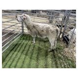 TN011483CC213 WHITE REGISTERED RAM 128# P22