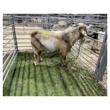 ARBY3503 RED WHITE BUCK 155# P20