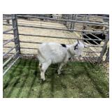 ARBY3513 BLK WHITE PYGMY DOE 26# P2