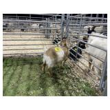 ARBY3512 TRI COLORED BUCKLING 28# P33